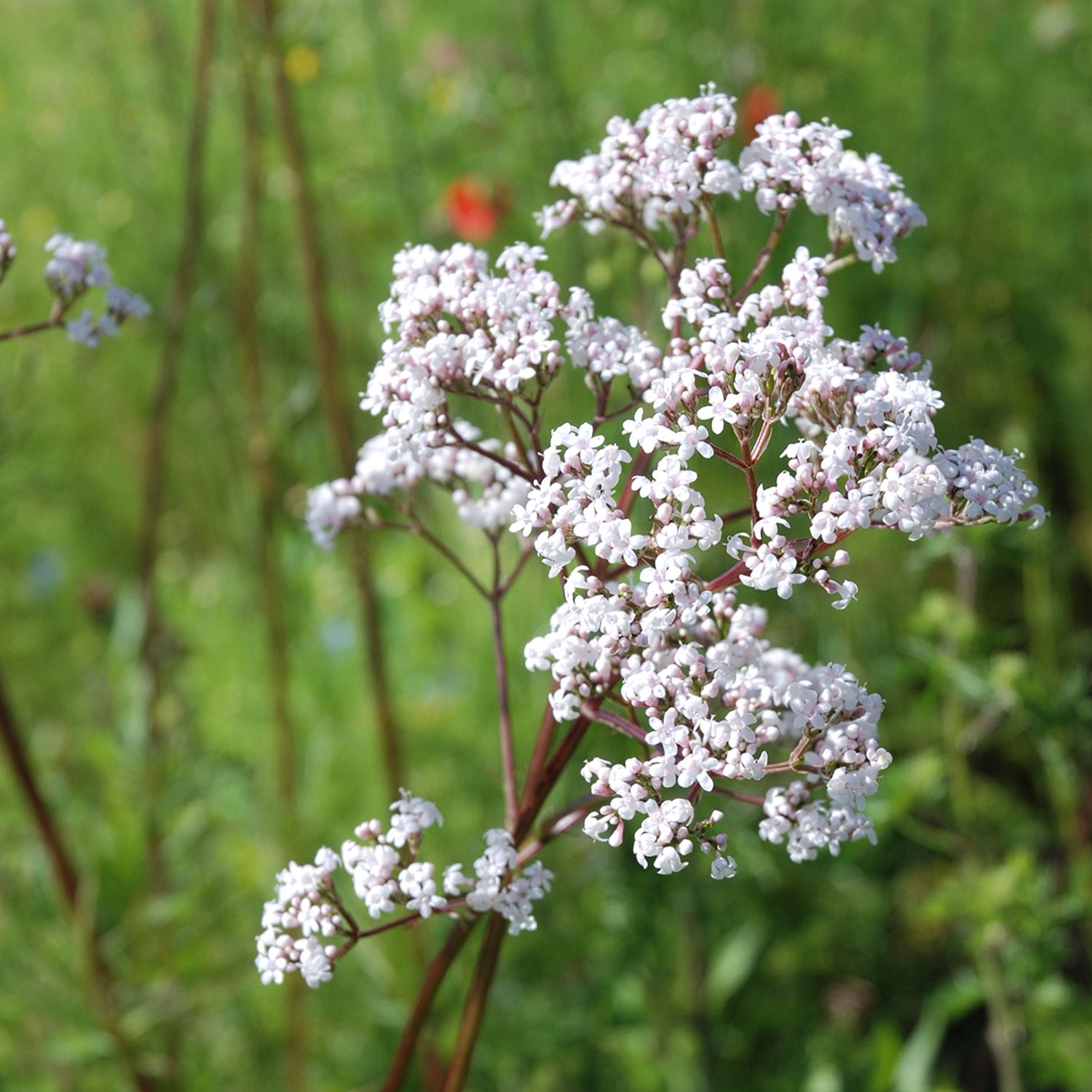 Baldrian (Valeriana officinalis) Samen