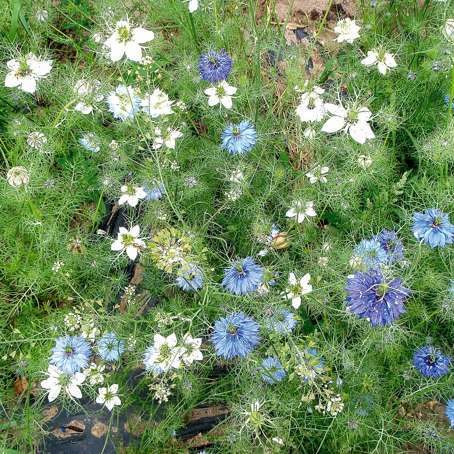 Jungfer im Grünen, bunt (Nigella damascena) Samen