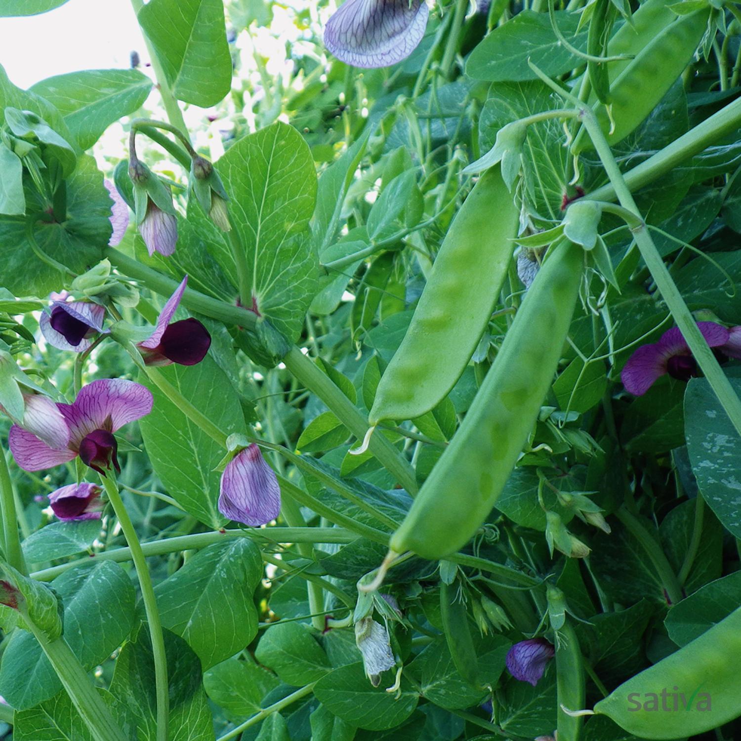 Weggiser (Pisum sativum) Samen