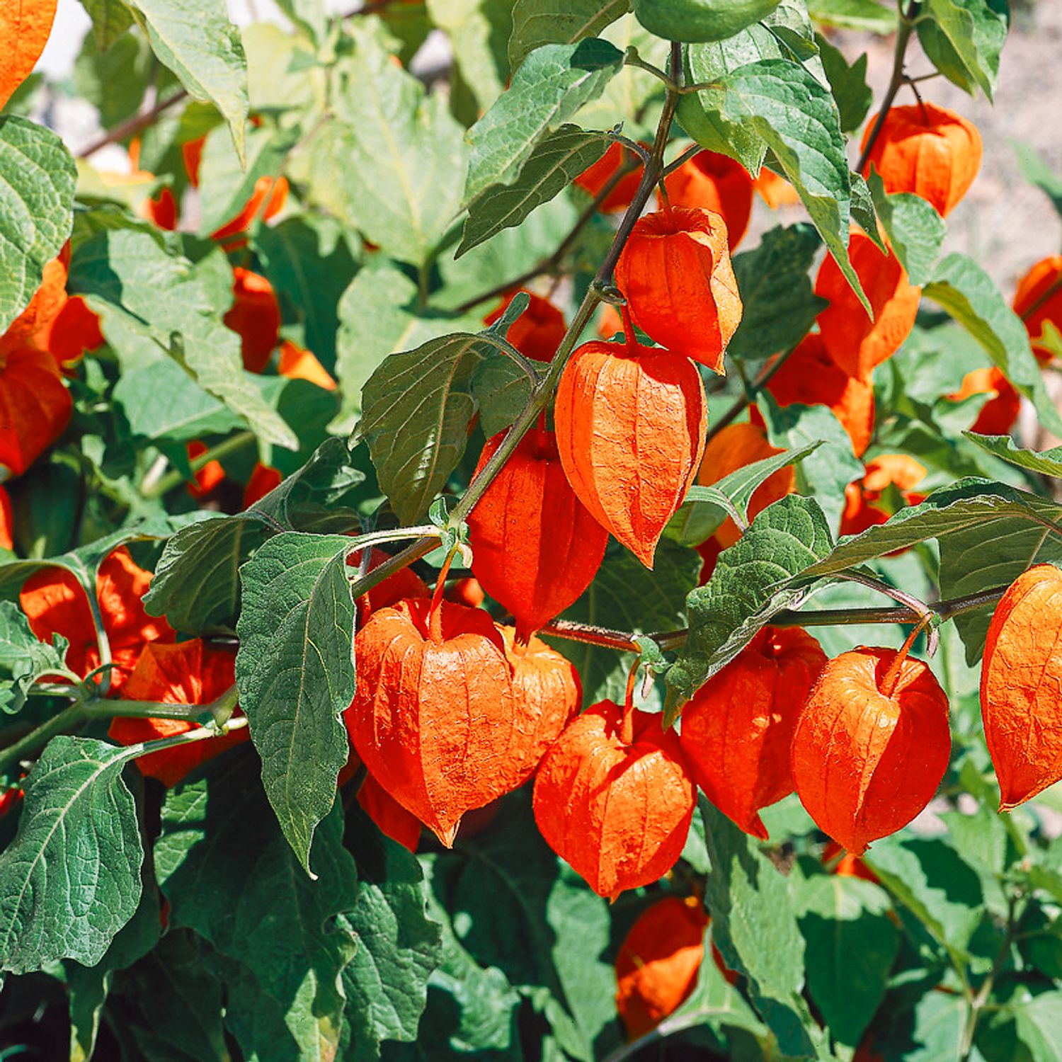 Lampionblume (Physalis alkekengi) Samen