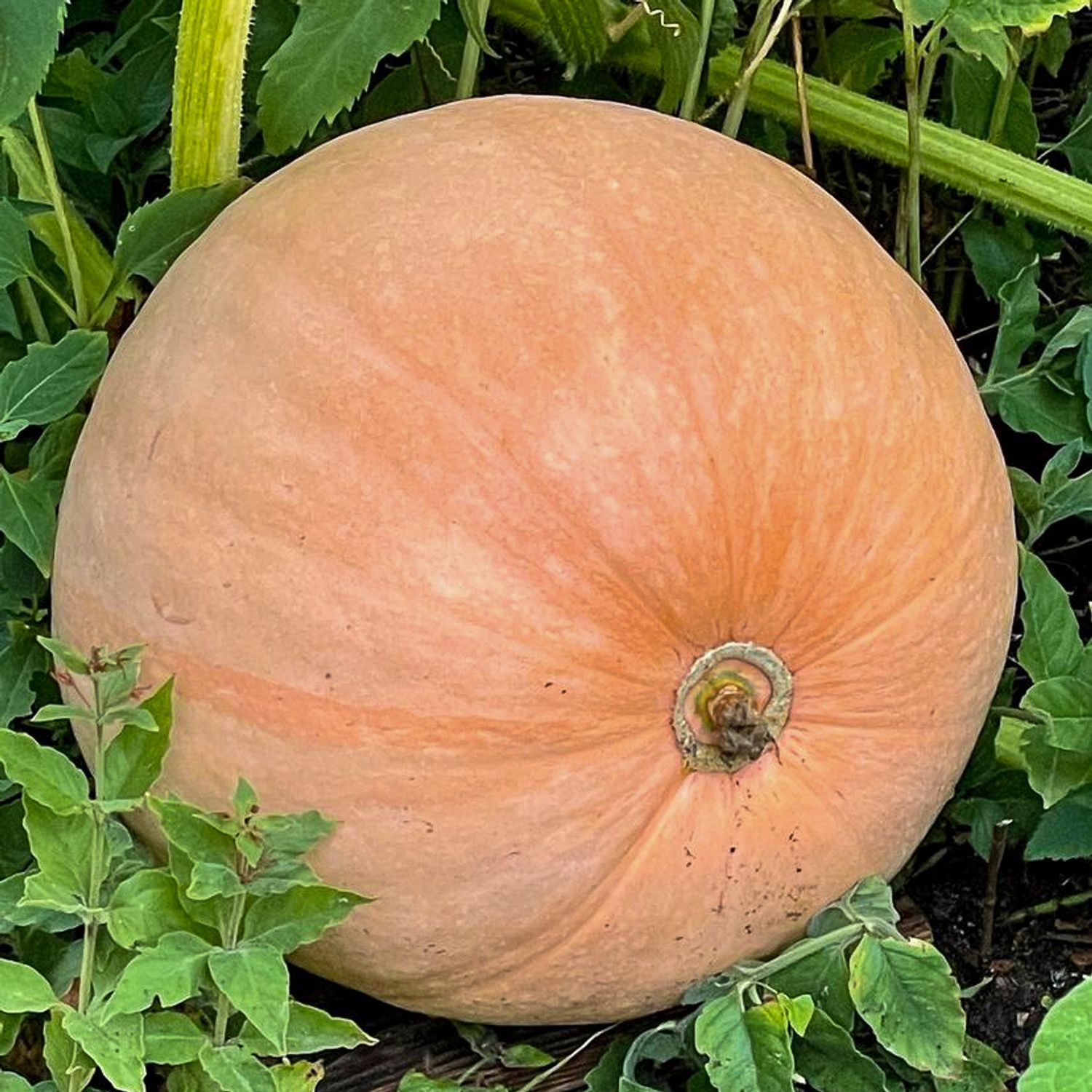 Gele Centenaar (Cucurbita maxima) Samen