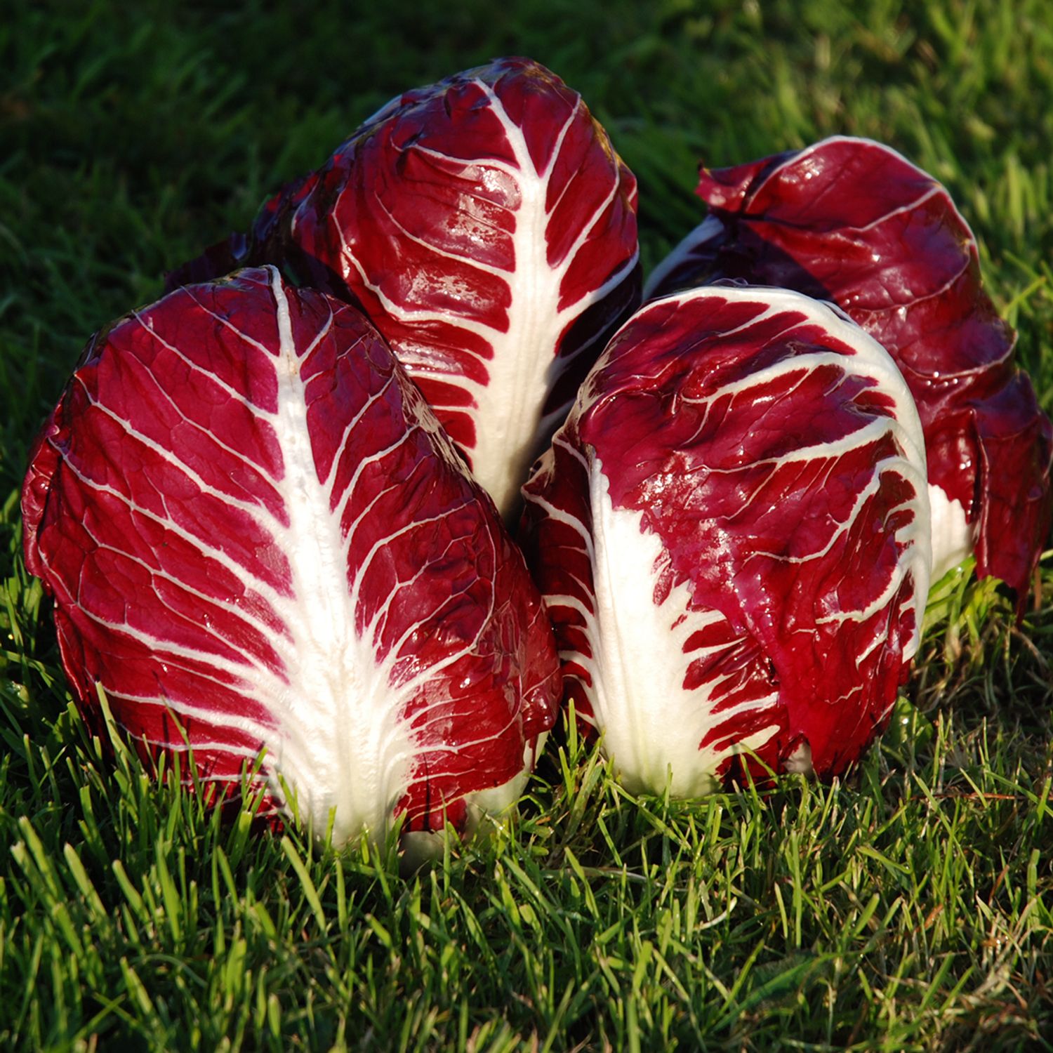 Giulietta TT (Cichorium intybus) Samen