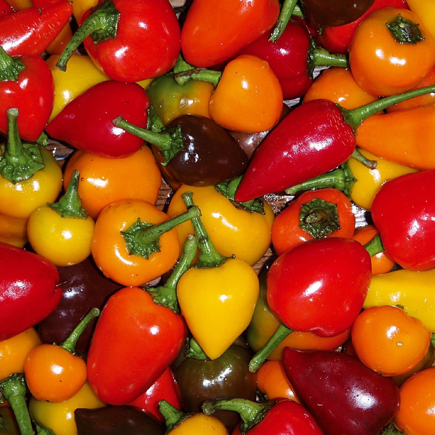 Chili Mix (Capsicum annuum) Samen