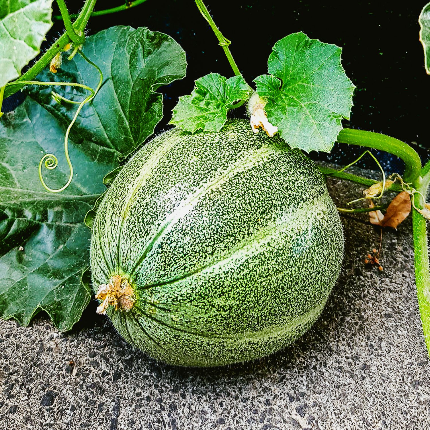 Petit gris de Rennes (Cucumis melo) Samen