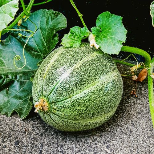 Melonen "Petit gris de Rennes"