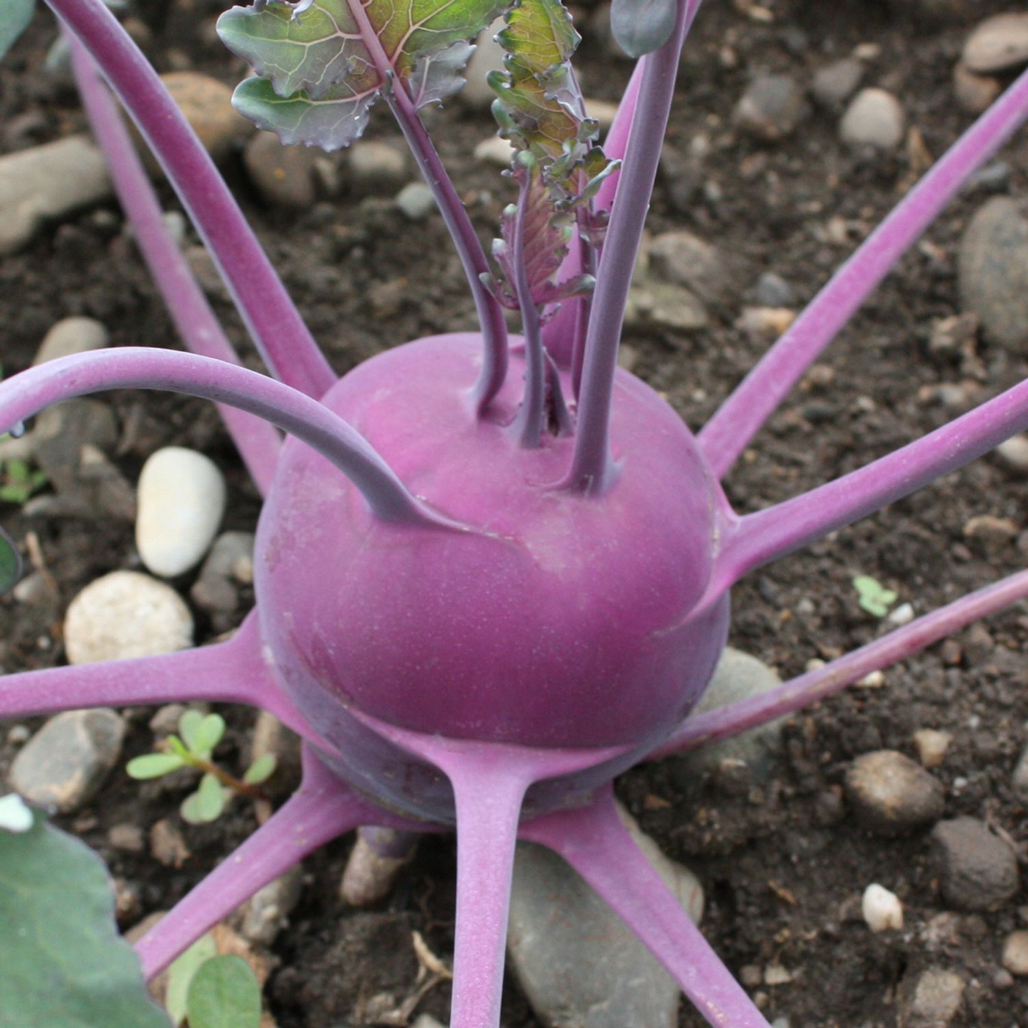 Blaro (Brassica oleracea var. gongylodes) Samen