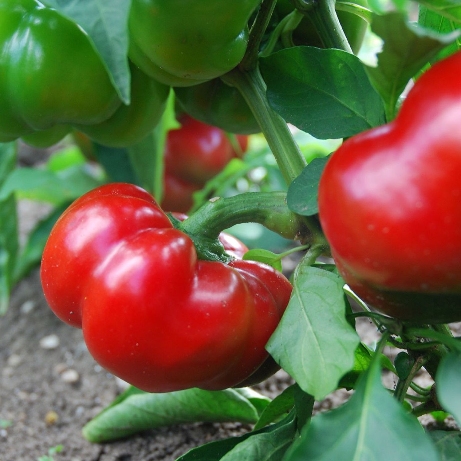 Tomatenpaprika Rot (Capsicum annuum) Samen