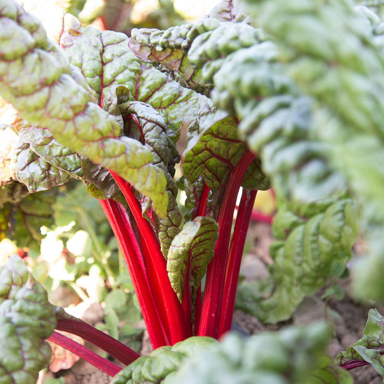 Feurio (Beta vulgaris var. flavescens) Samen