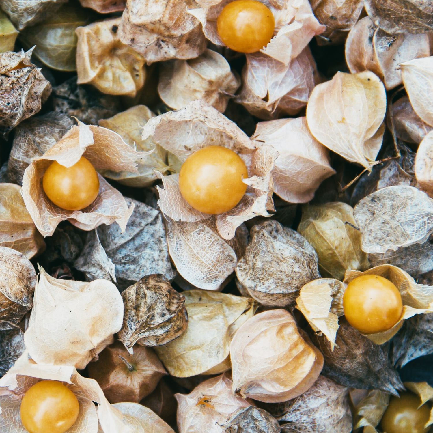 Molly (Physalis pruinosa) Samen