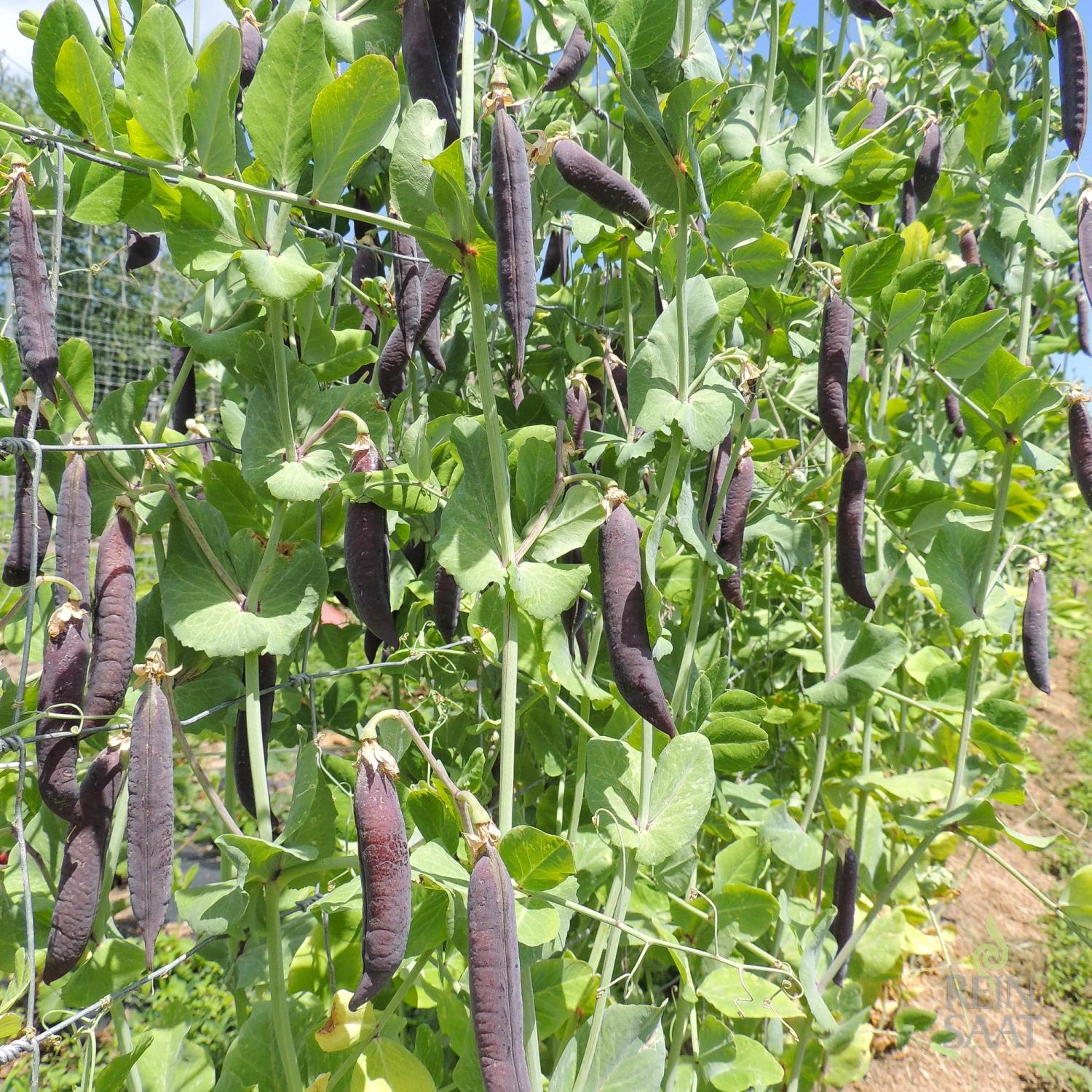 Blauwschokker (Pisum sativum L. convar. sat.) Samen