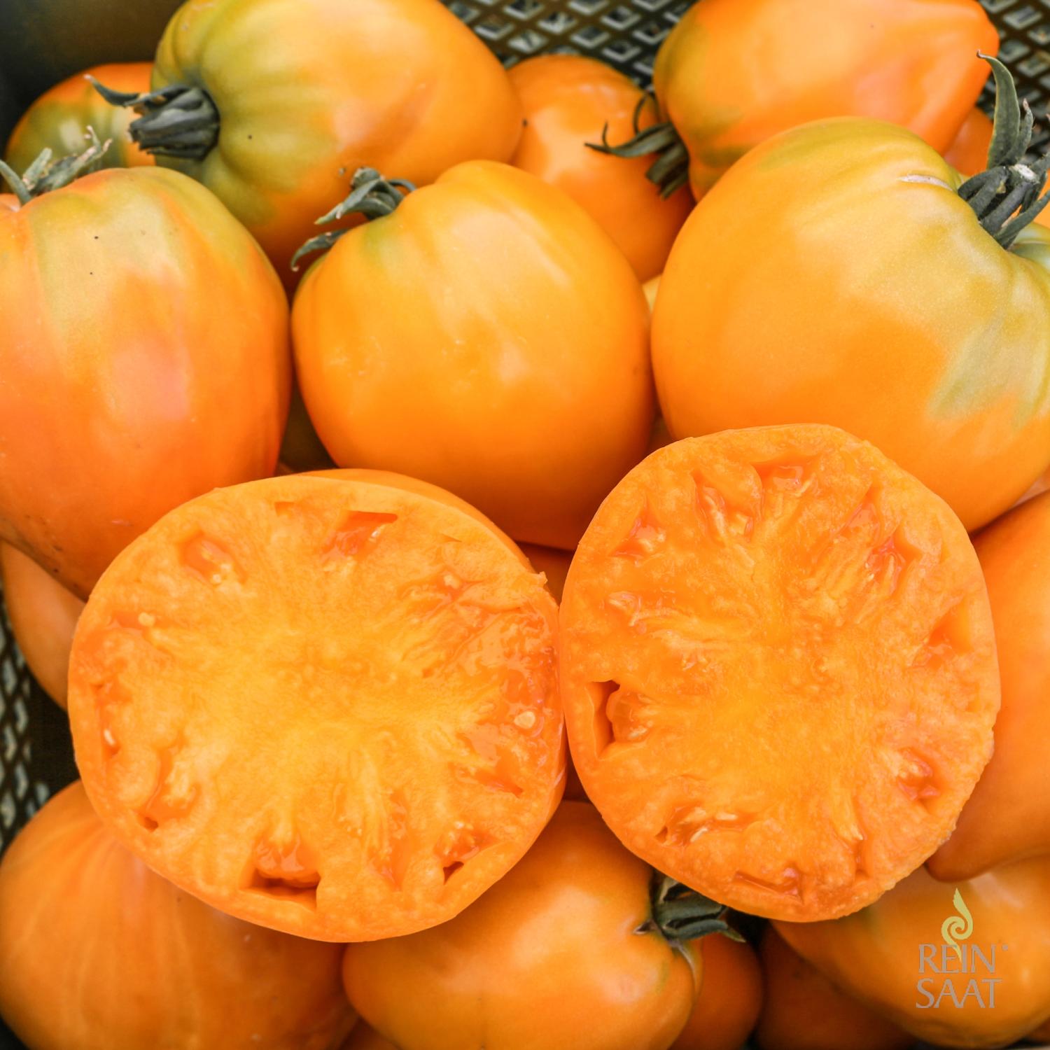 Ochsenherz orange (Solanum lycopersicum) Samen