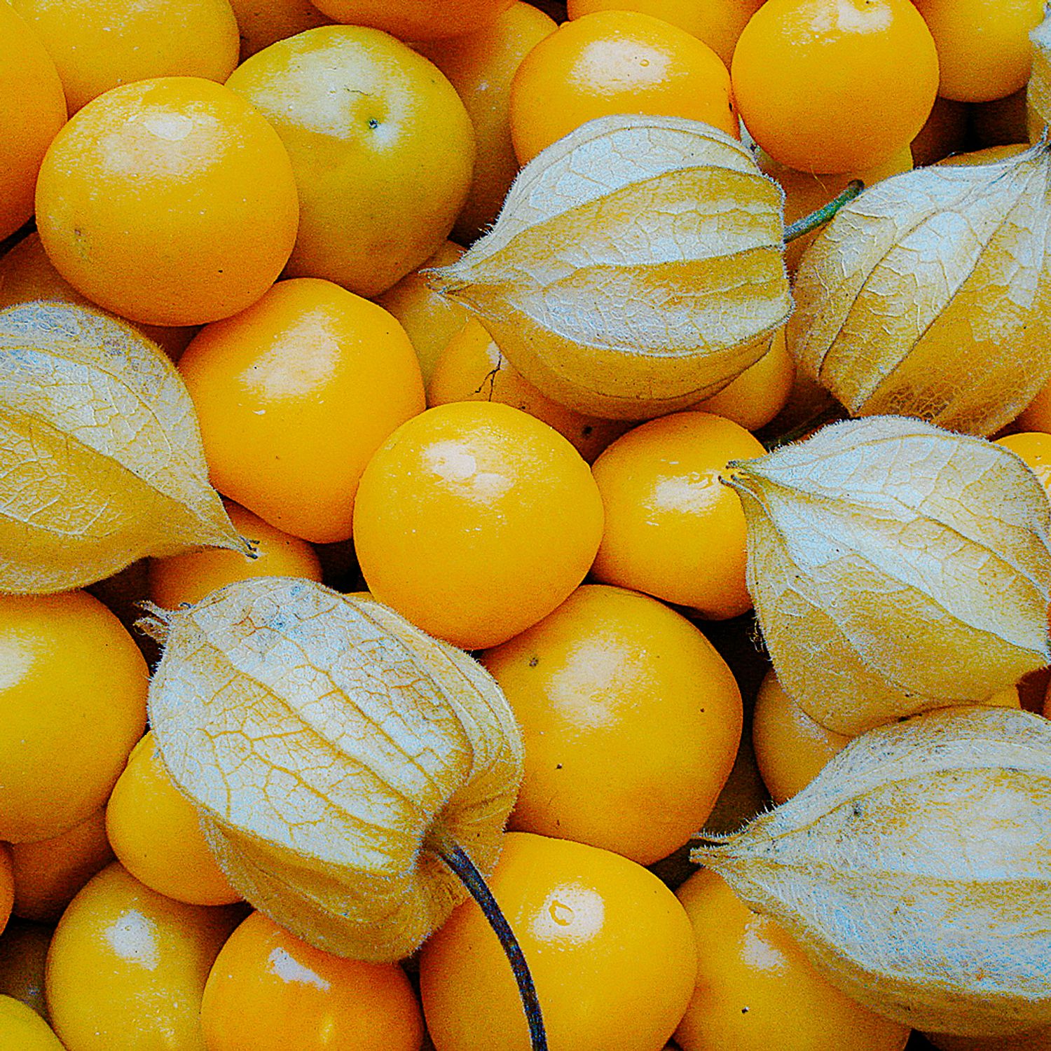 Schönbrunner Gold (Physalis peruviana) Samen