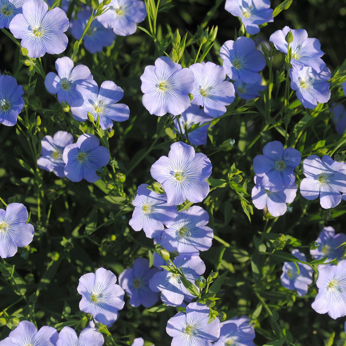 Blaues Wunder, llein  Lein - Altes & historisches Saatgut