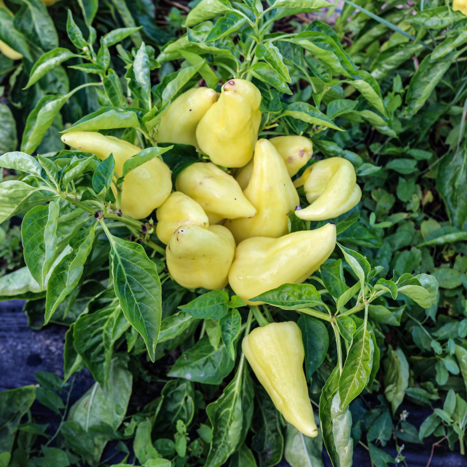 Anka (Capsicum annuum) Samen