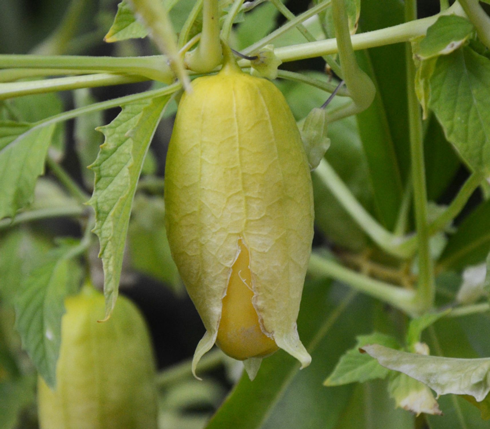 Queen of Malinalco (Physalis ixocarpa) Samen