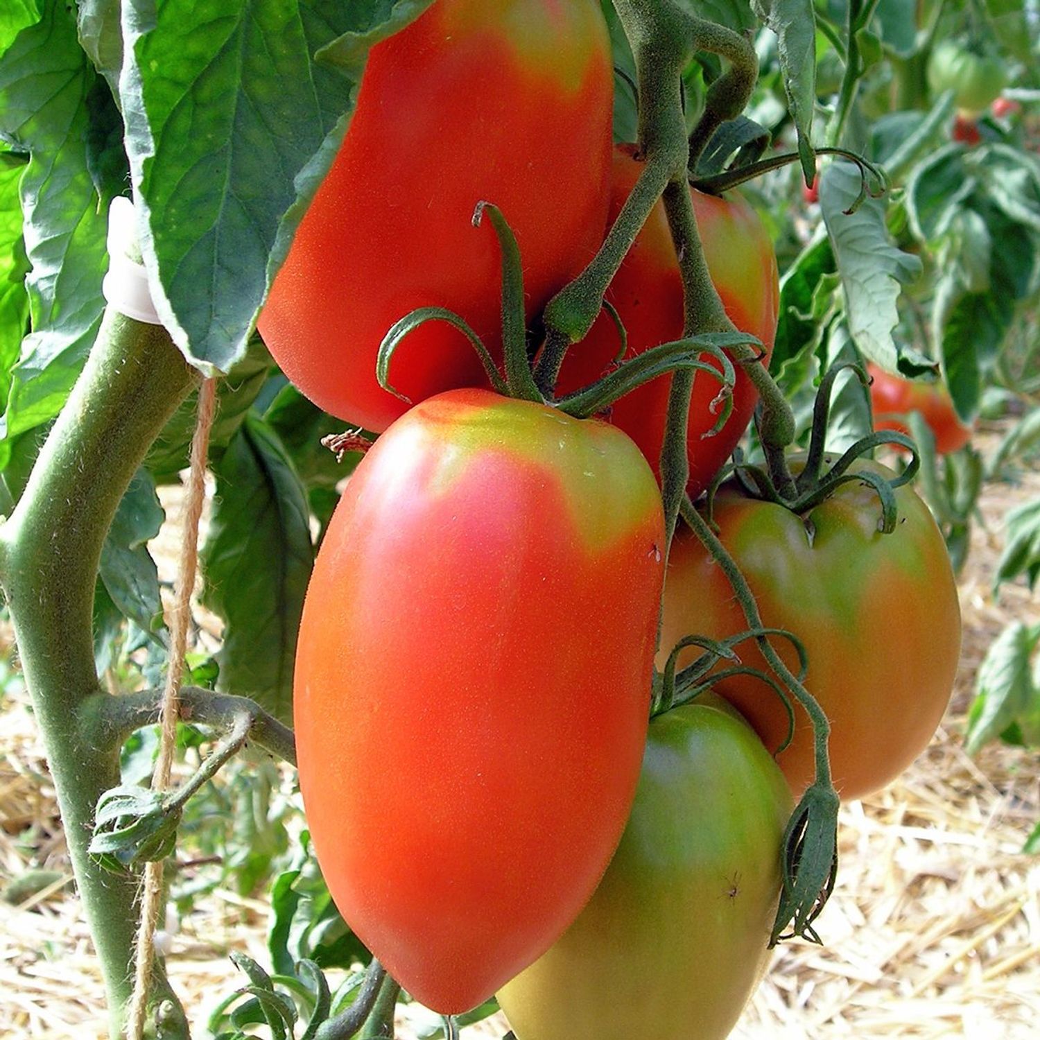 Amish Pasta (Solanum lycopersicum) Samen