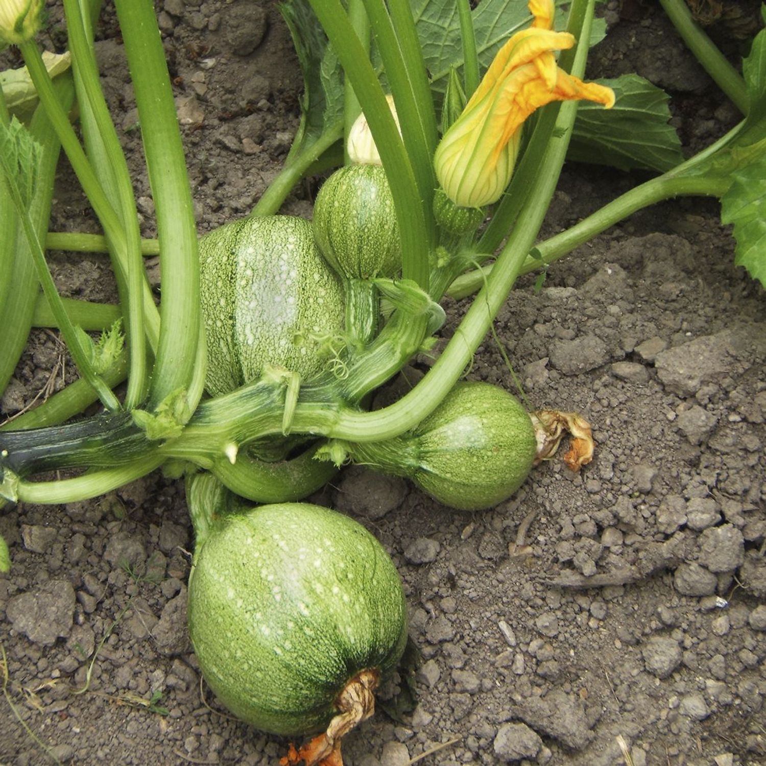 Runde von Nizza (Cucurbita pepo) Samen