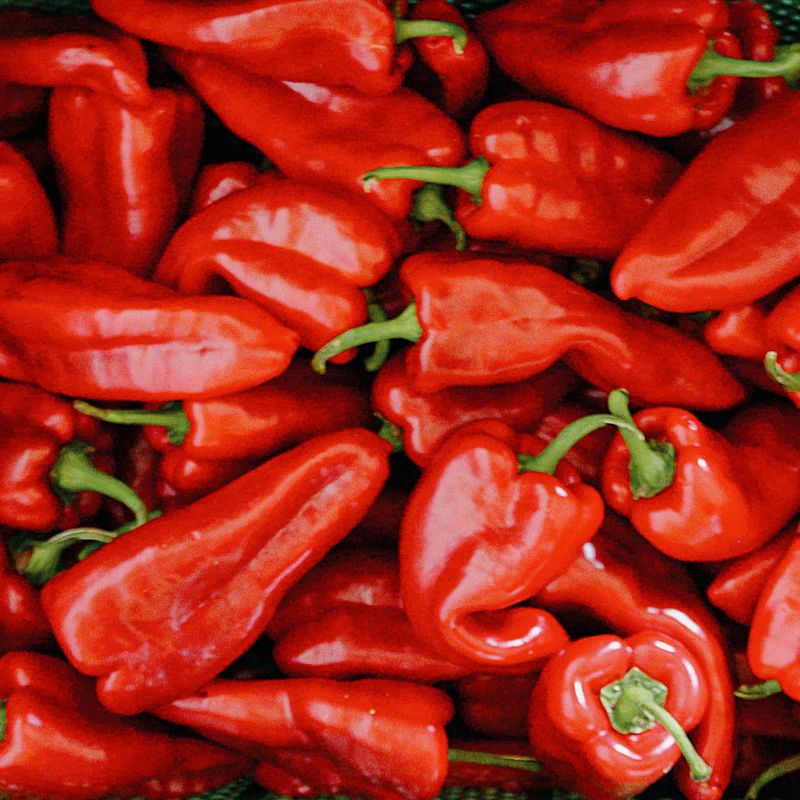 Pilunca » Spitzpaprika Altes & historisches Saatgut