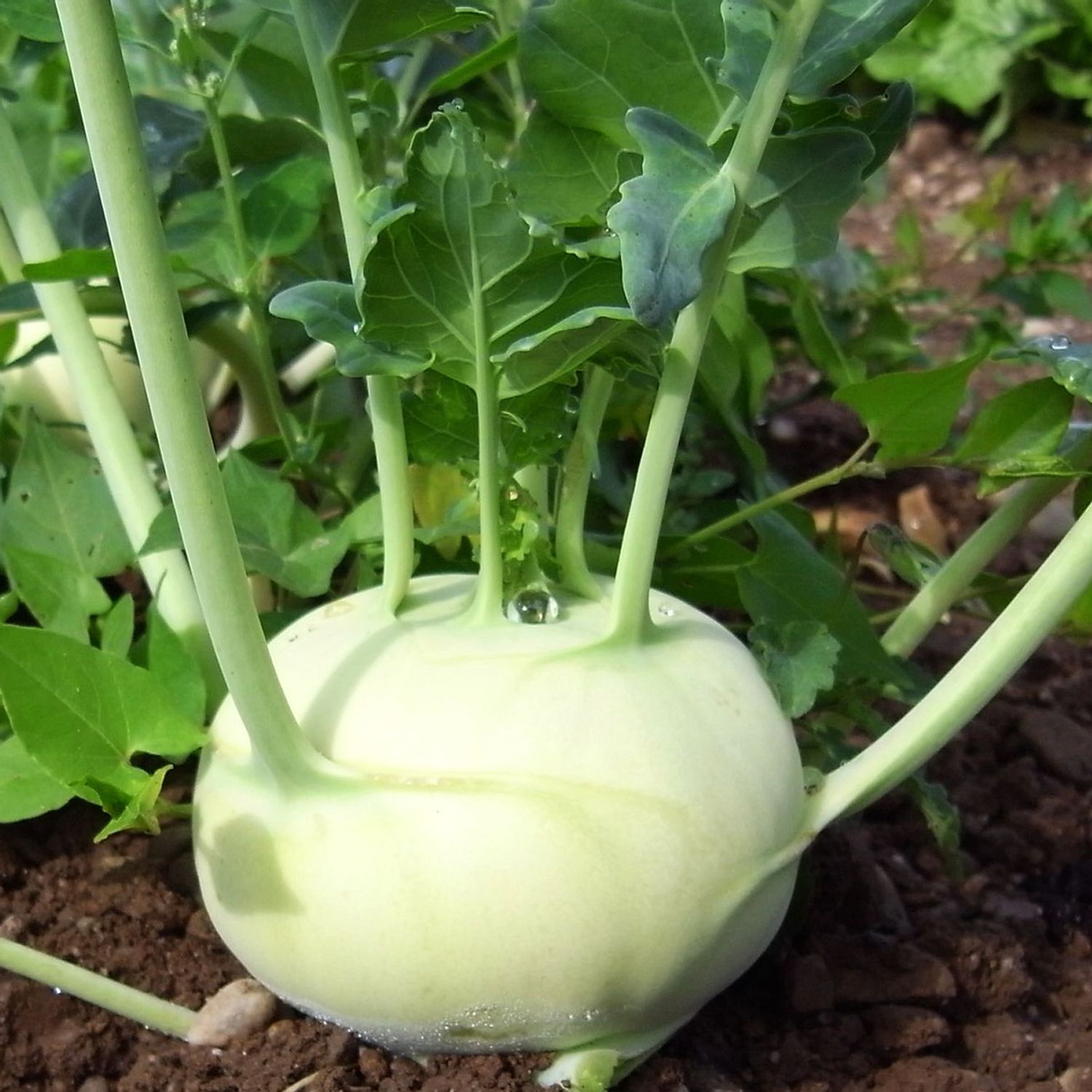 Trero (Brassica oleracea var. gongylodes) Samen