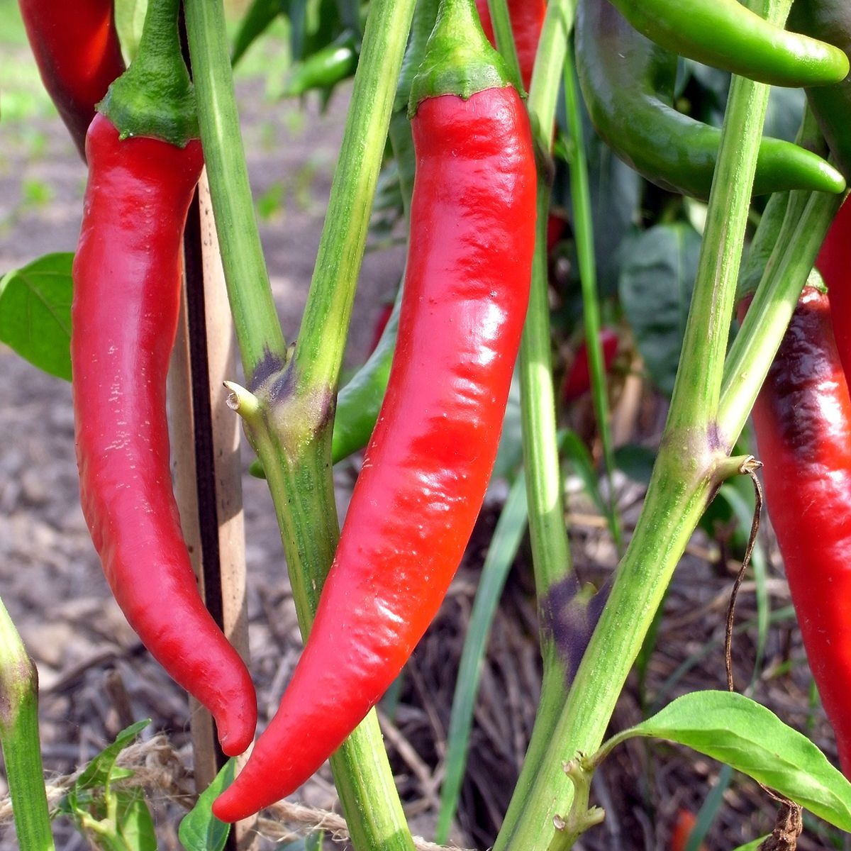 De Cayenne (Capsicum annuum) Samen