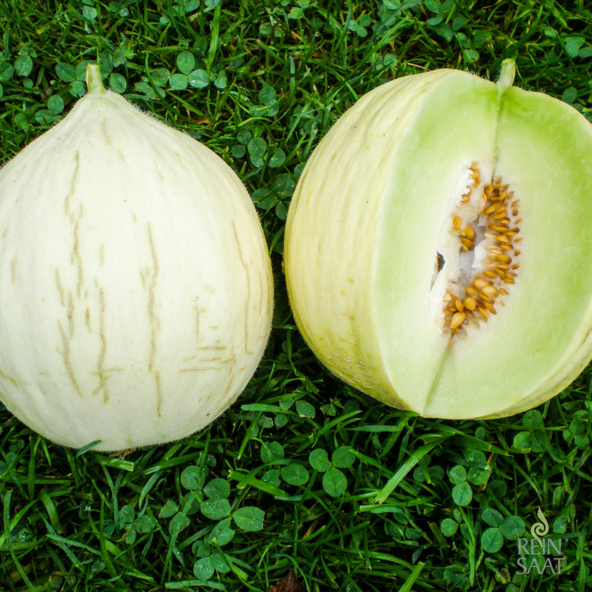 Hgoly  Honigmelone - Altes & historisches Saatgut