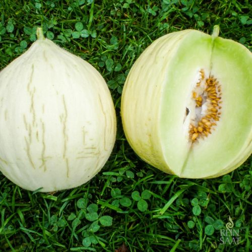 Melonen "Hógolyó"