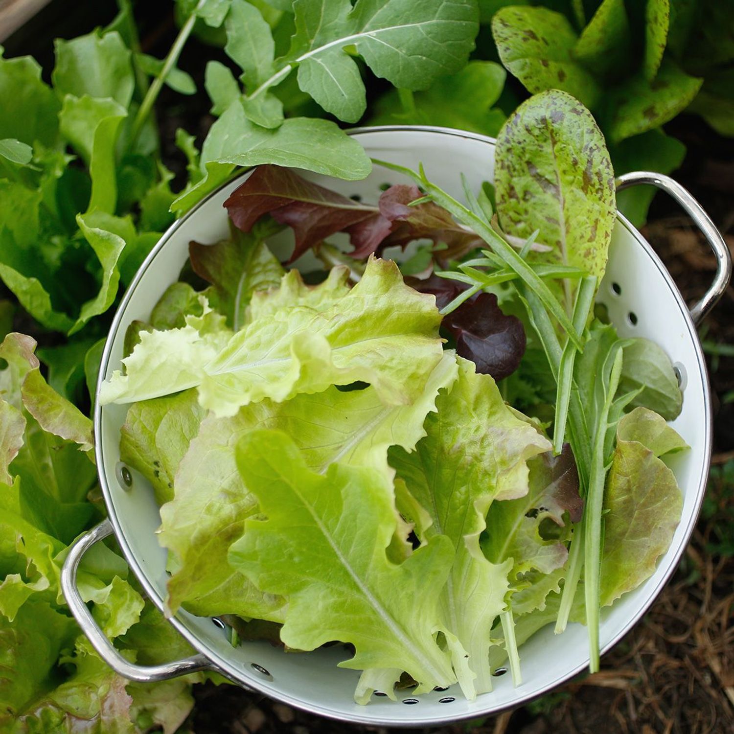 Mischung Mesclun (Lactuca sativa) Samen