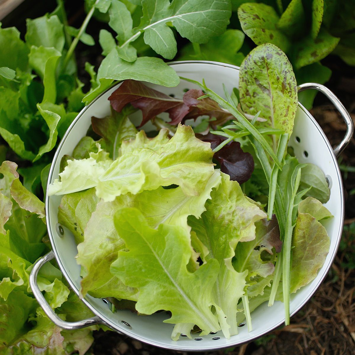 Mischung Mesclun (Lactuca sativa) Samen