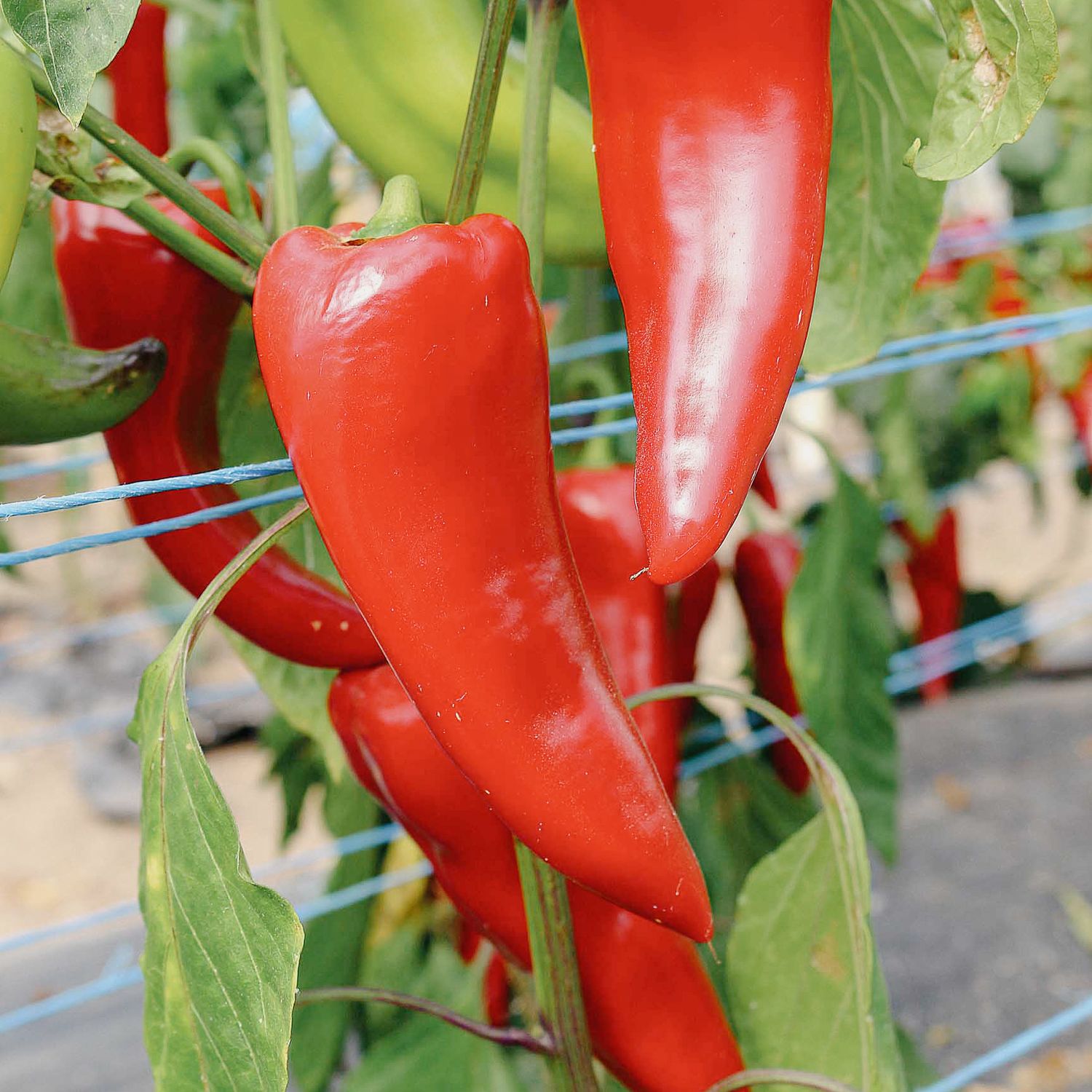 Kurtovska kapiya 1 (Capsicum annuum) Samen