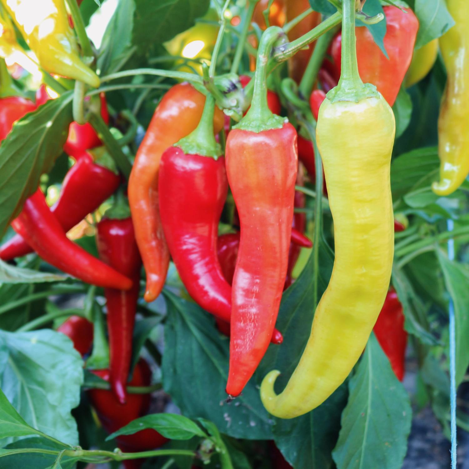 Antalya‘dan (Capsicum annuum) Samen