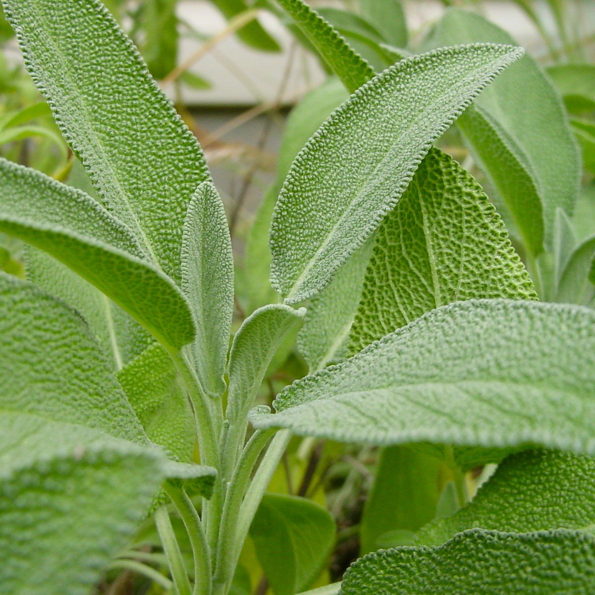 Salbei (Salvia officinalis) Samen