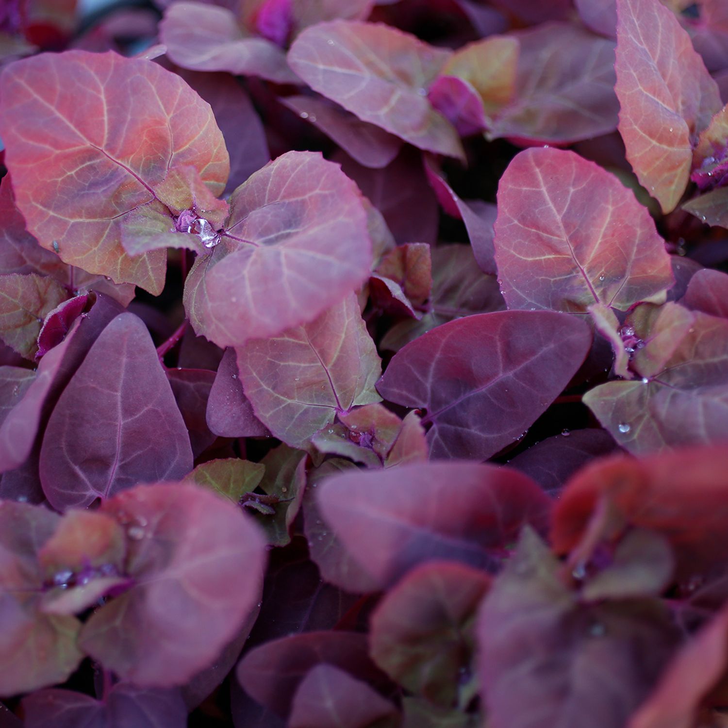 Rote Gartenmelde (Atriplex hortensis) Samen