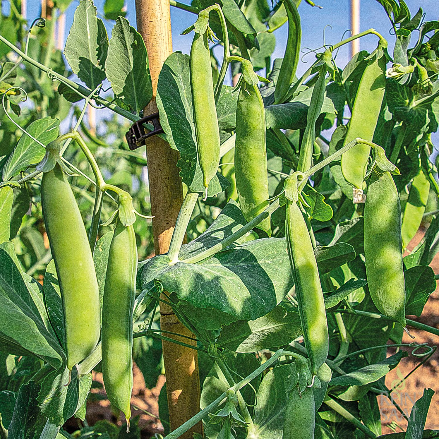 Kleine Rheinländerin (Pisum sativum L. convar. sat.) Samen