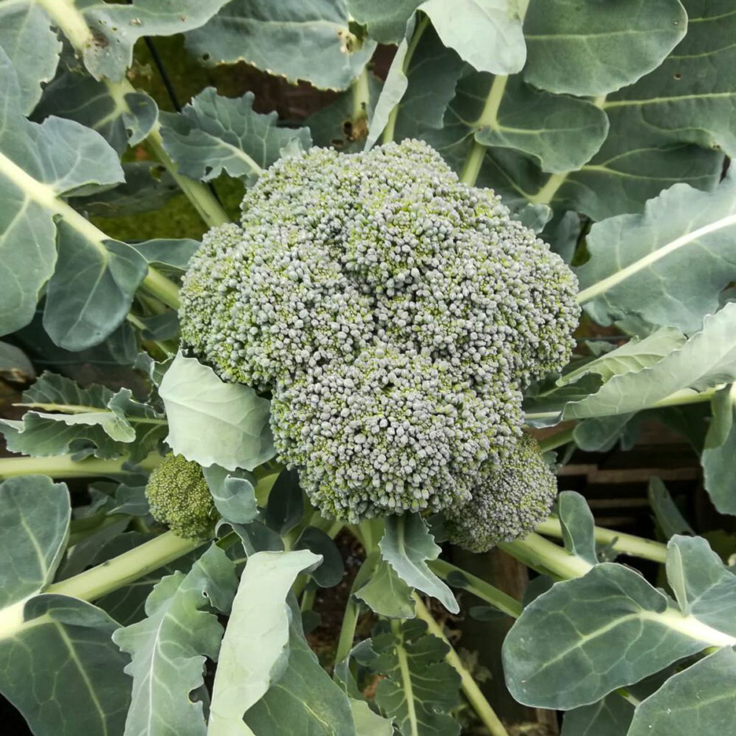 Limba (Brassica oleracea convar. botrytis var. italica) Samen