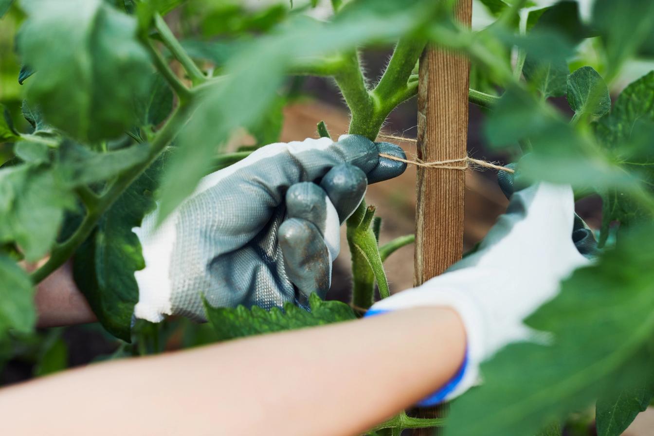 Tomate wird mit Schnur an einem Stab befestigt