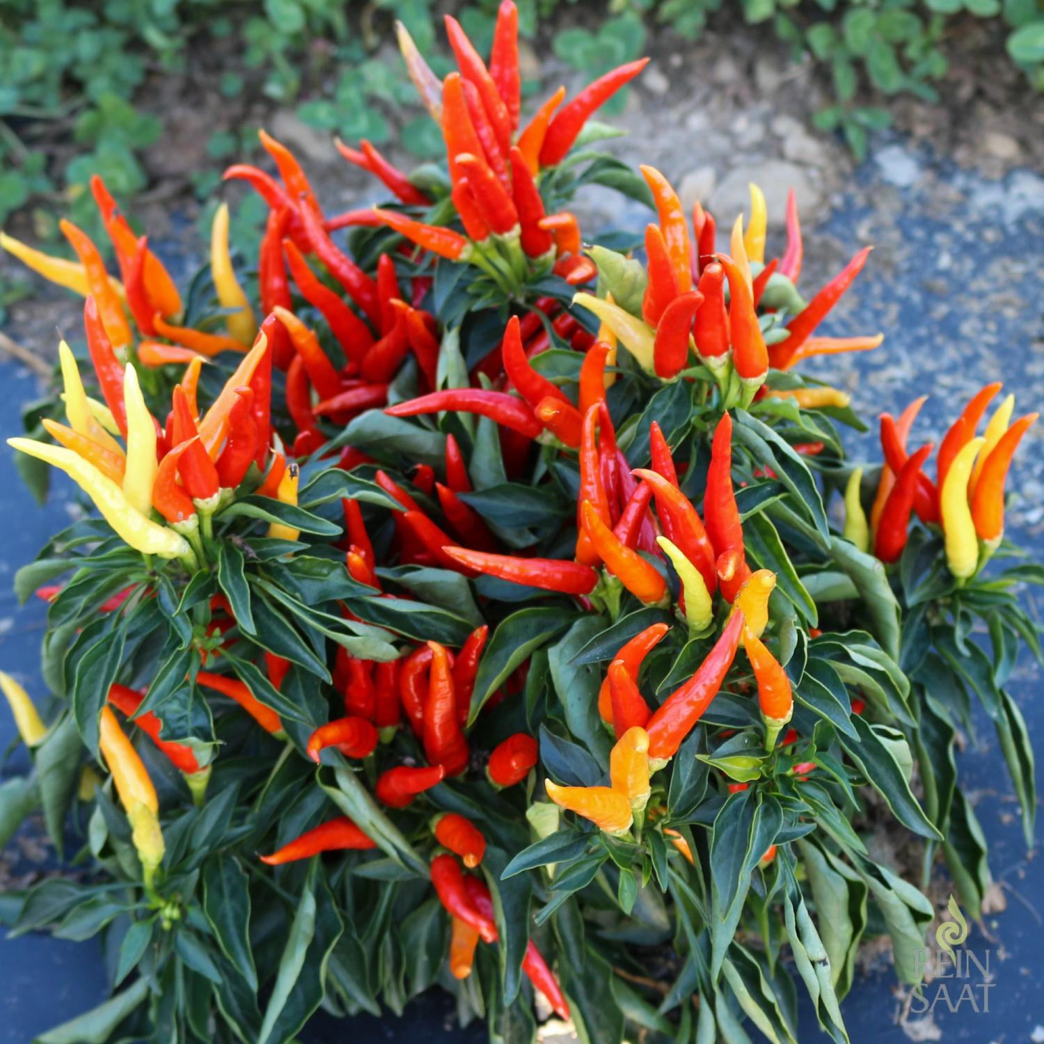 Poupila (Capsicum annuum) Samen