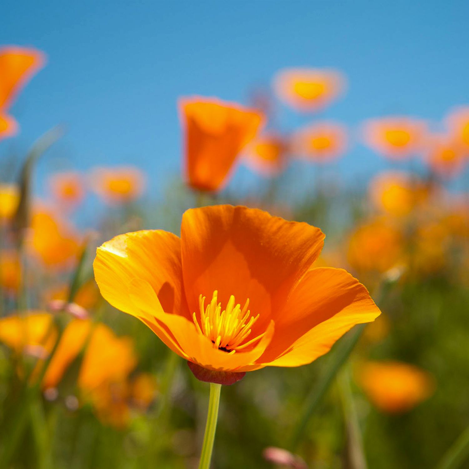 Schlafmützchen, Kaliforn. Mohn (Eschscholzia californica) Samen