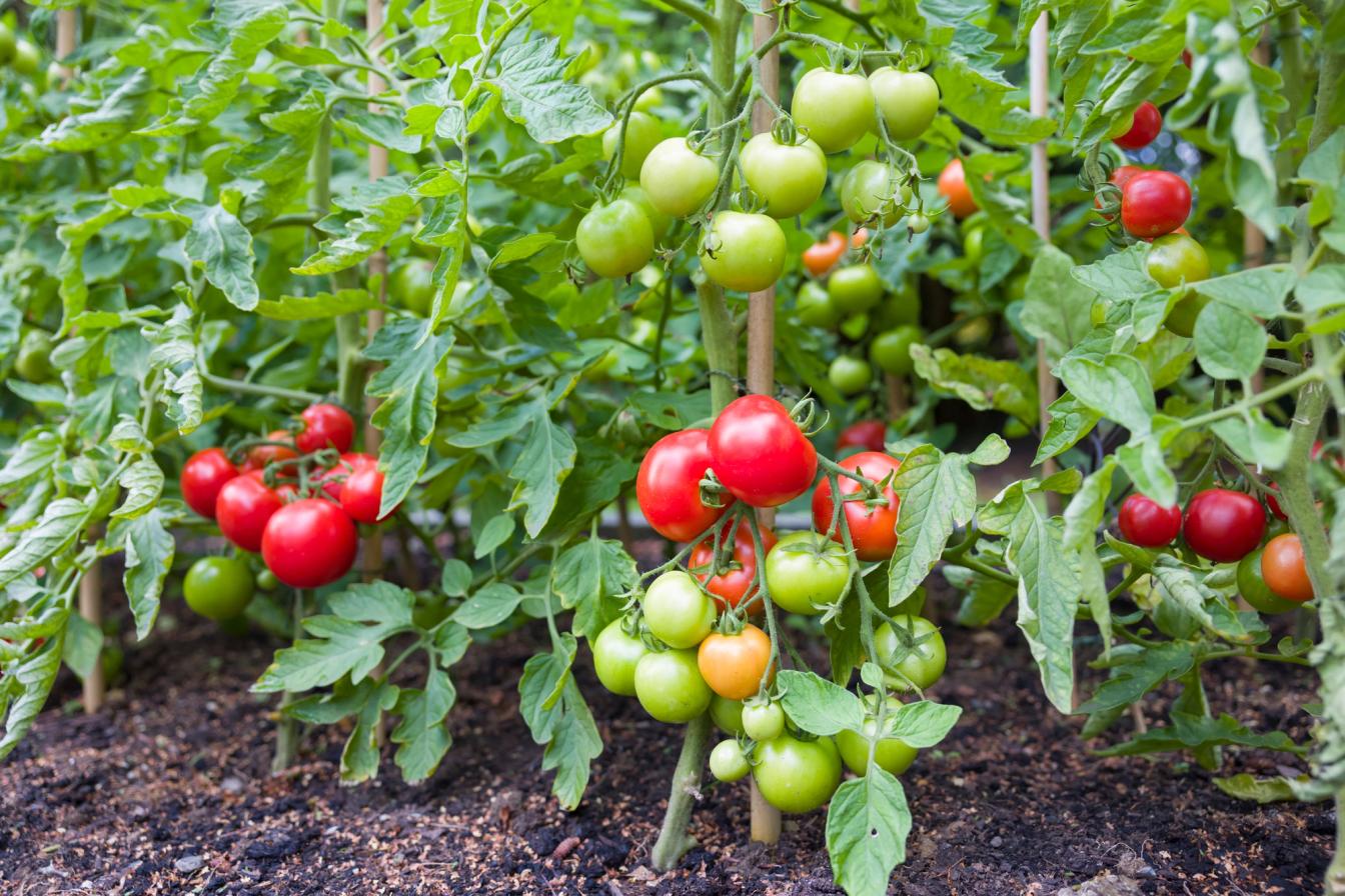 Tomaten mit Früchten im Freiland