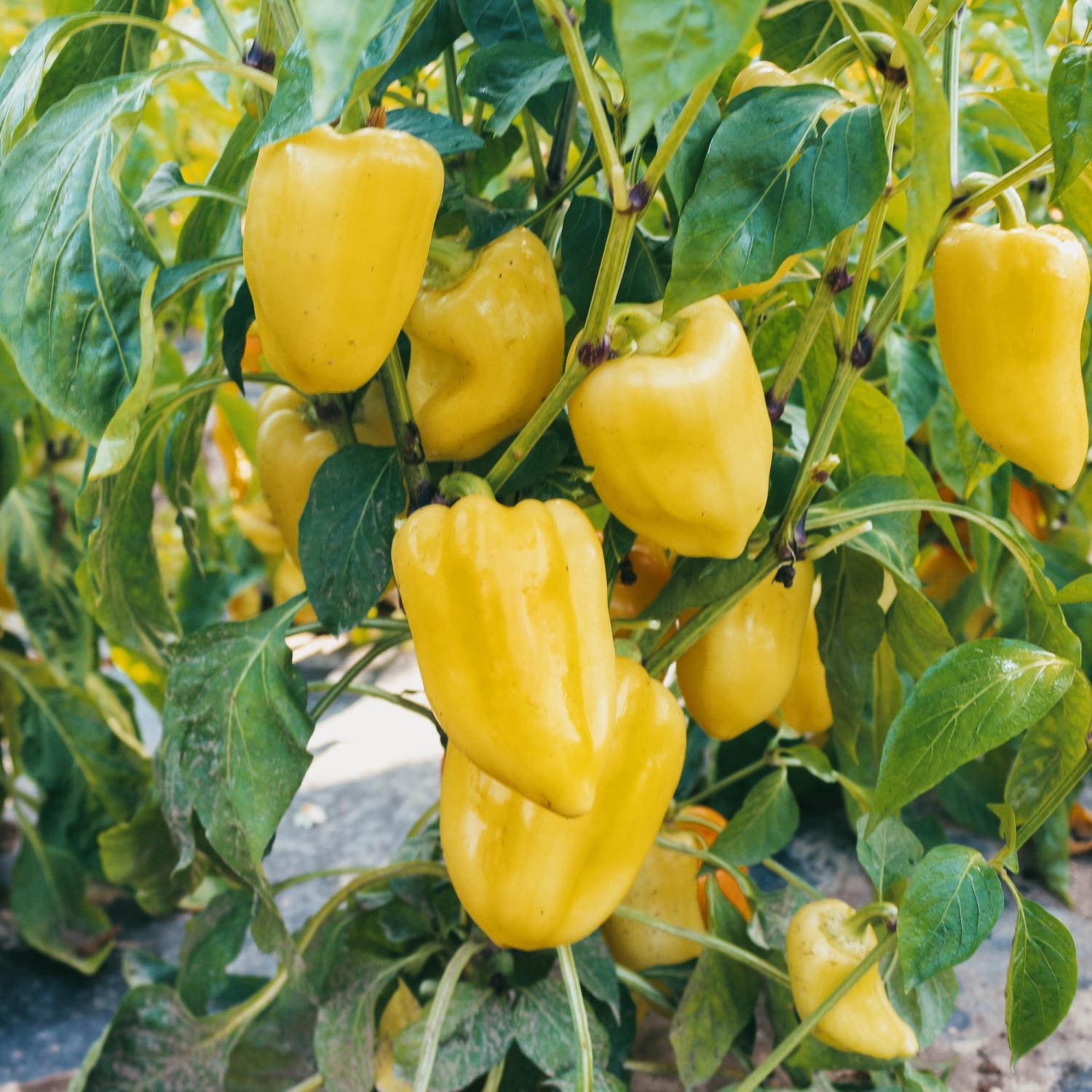 Zlata (Capsicum annuum) Samen