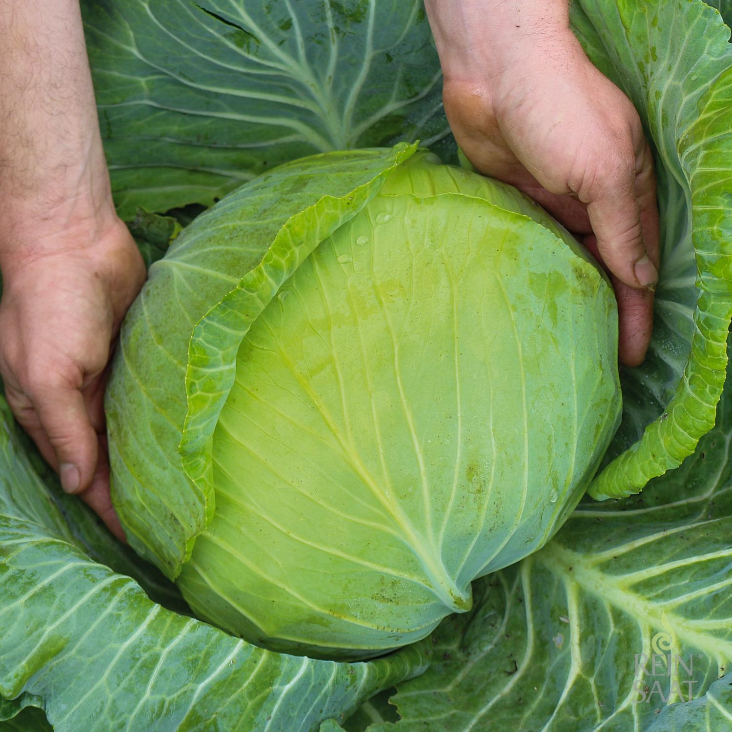 Brunswijker (Braunschweiger) (Brassica oleracea convar. capitata var. alba) Samen