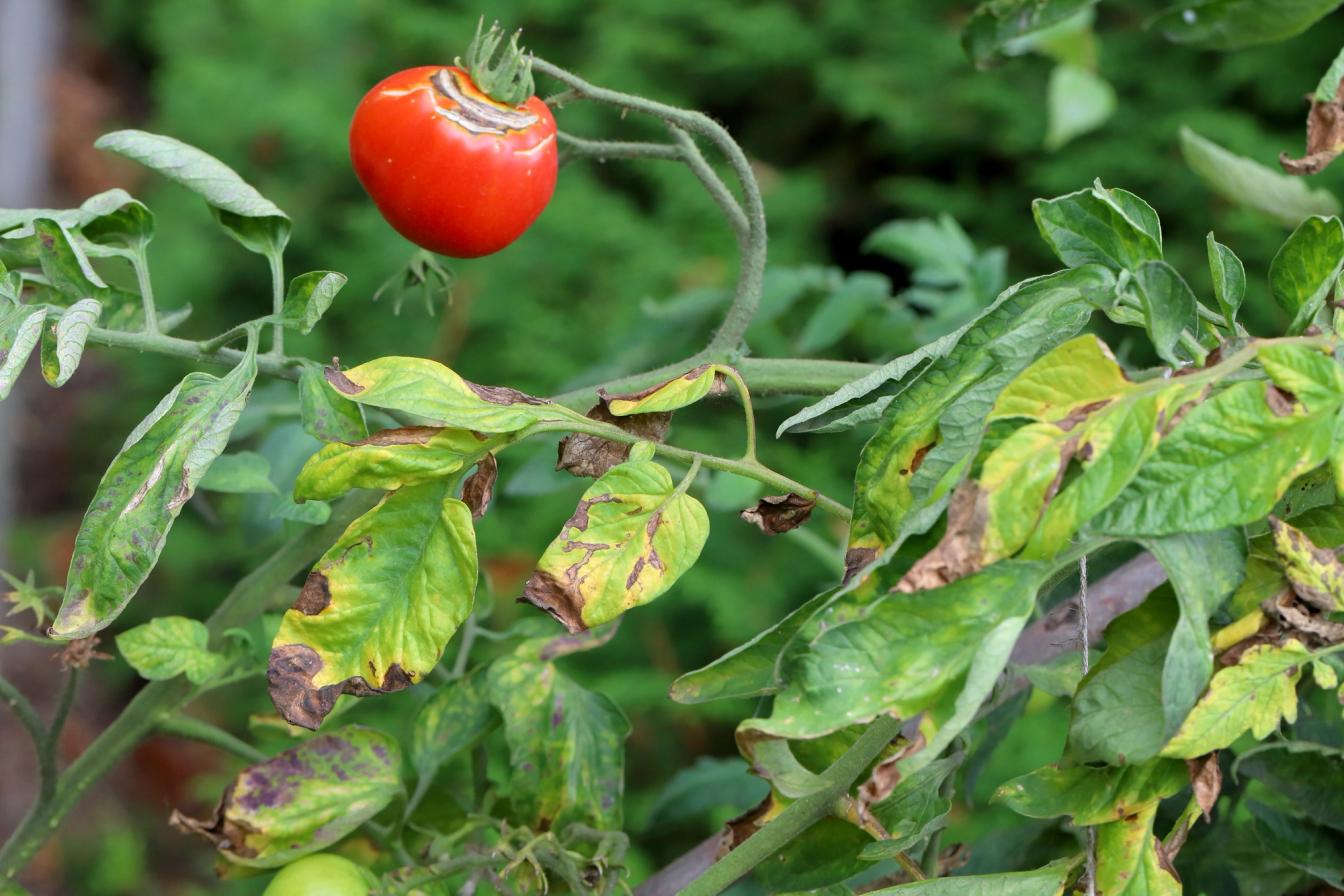 Tomatenpflanze mit Braunfäule