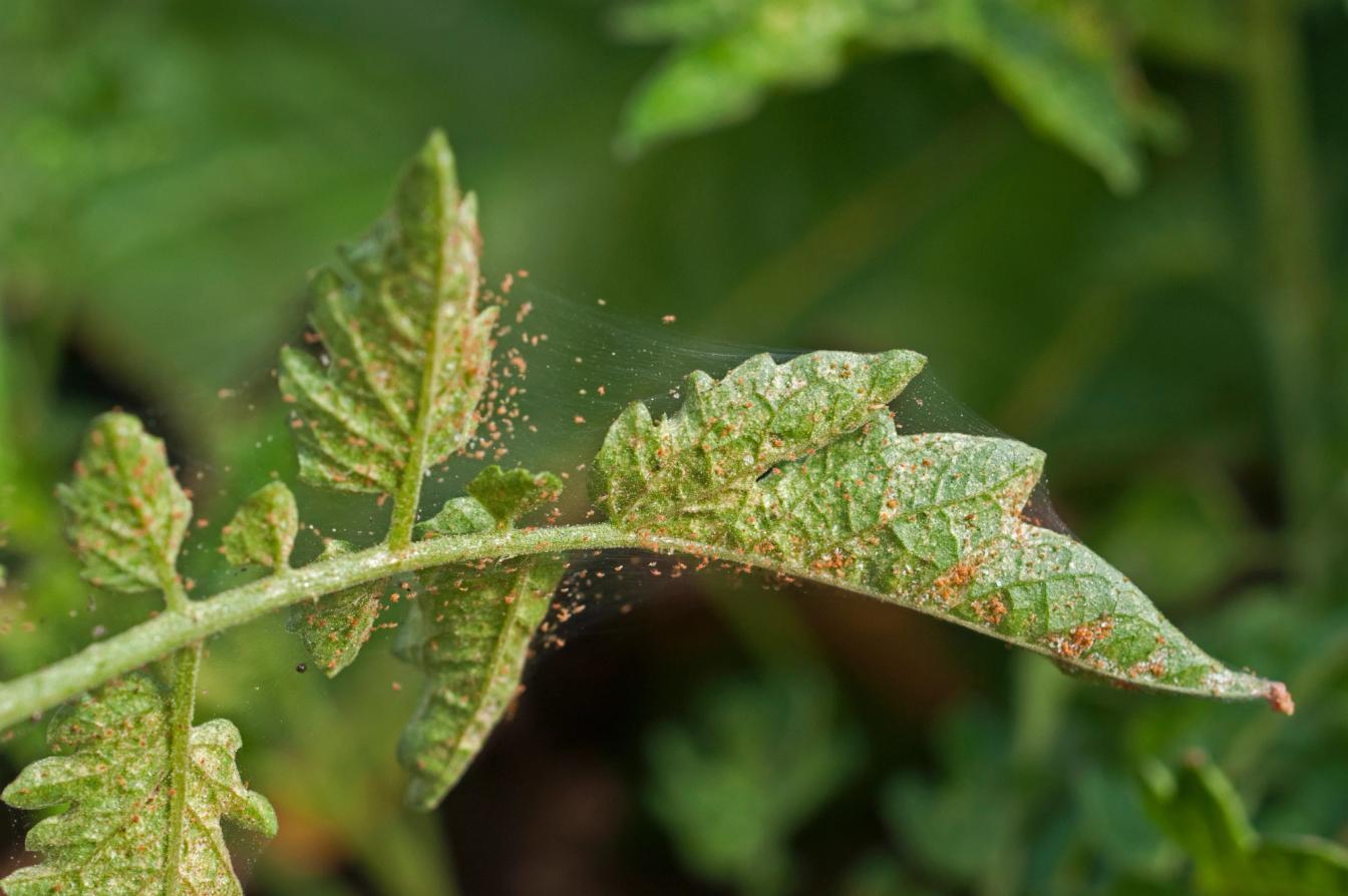 Spinnmilben die eine Tomatenpflanze befallen haben