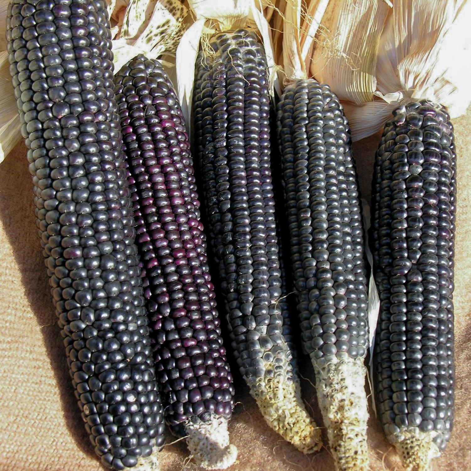 Schwarzer Tortillamais (Zea mays) Samen