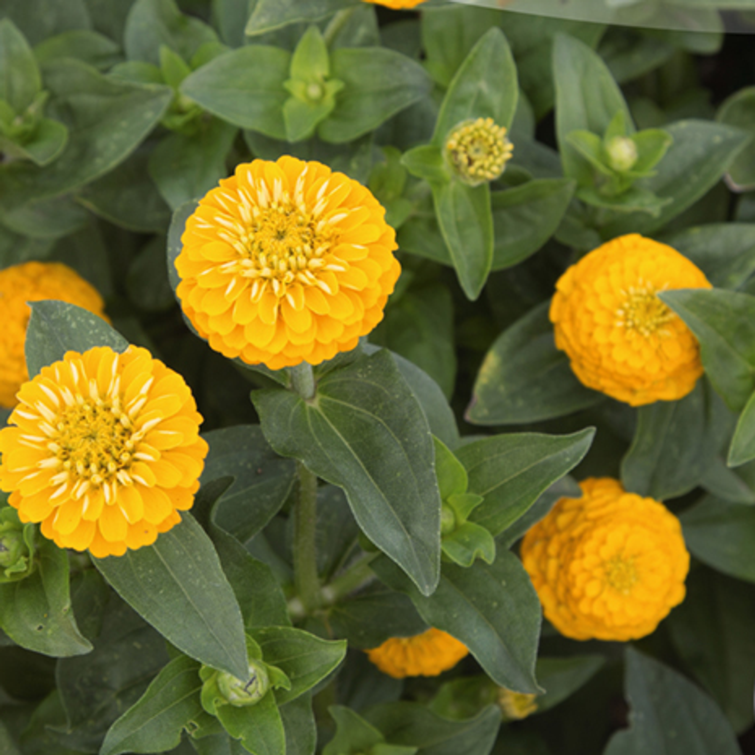 Zinnie Liliput (Zinnia elegans) Samen