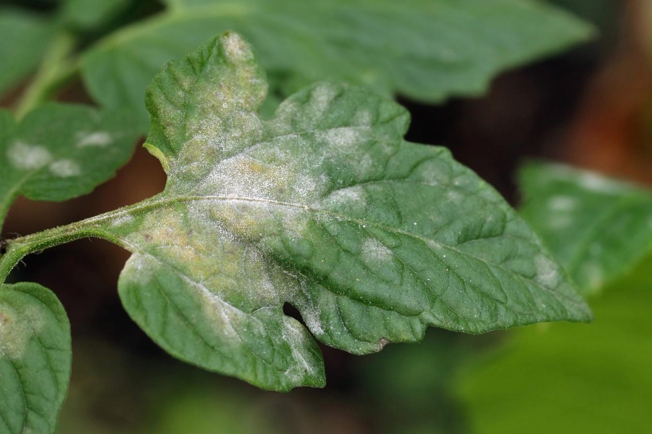 Tomaten ist mit Mehltau befallen