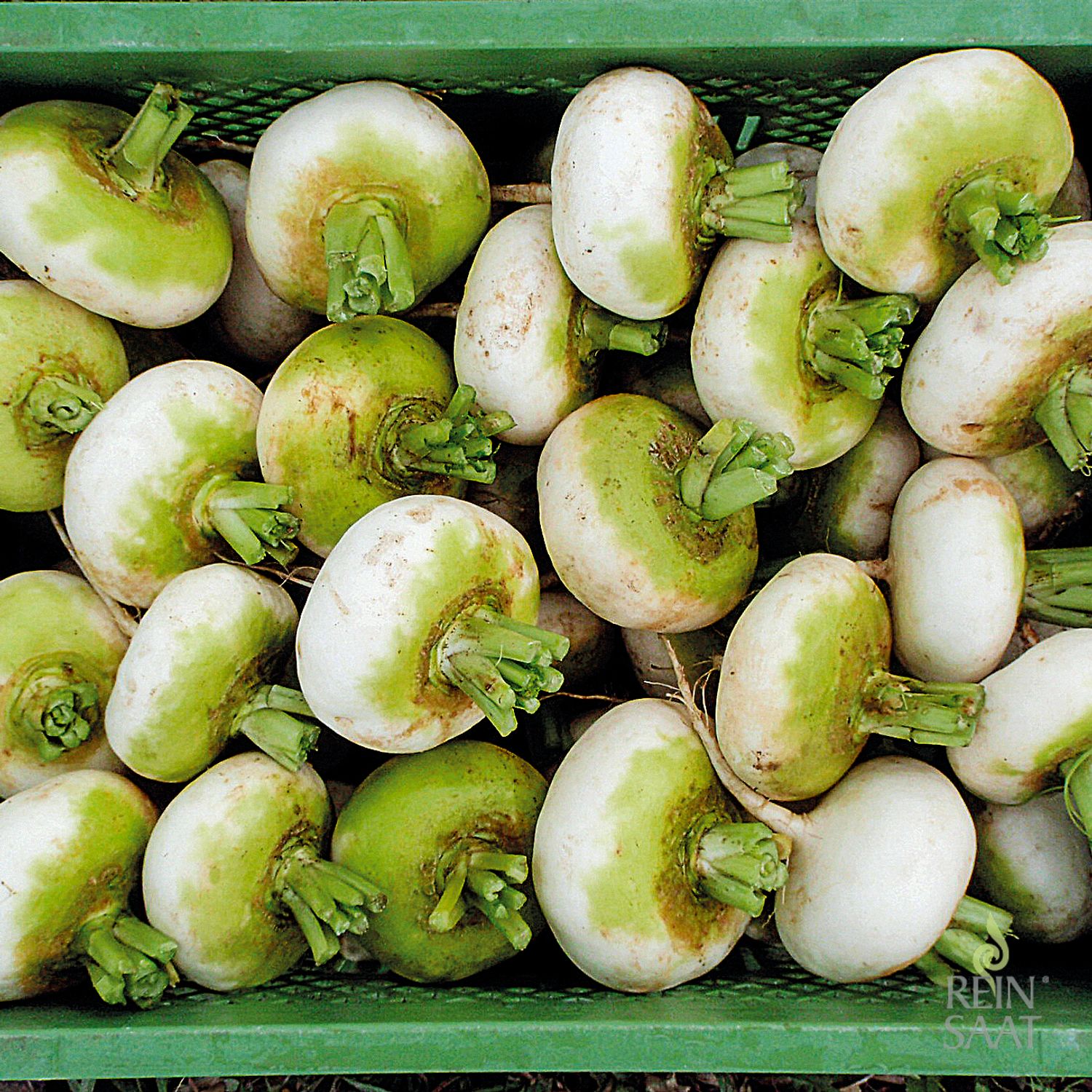 Platte Witte Mei (Brassica rapa L. var. rapa) Samen