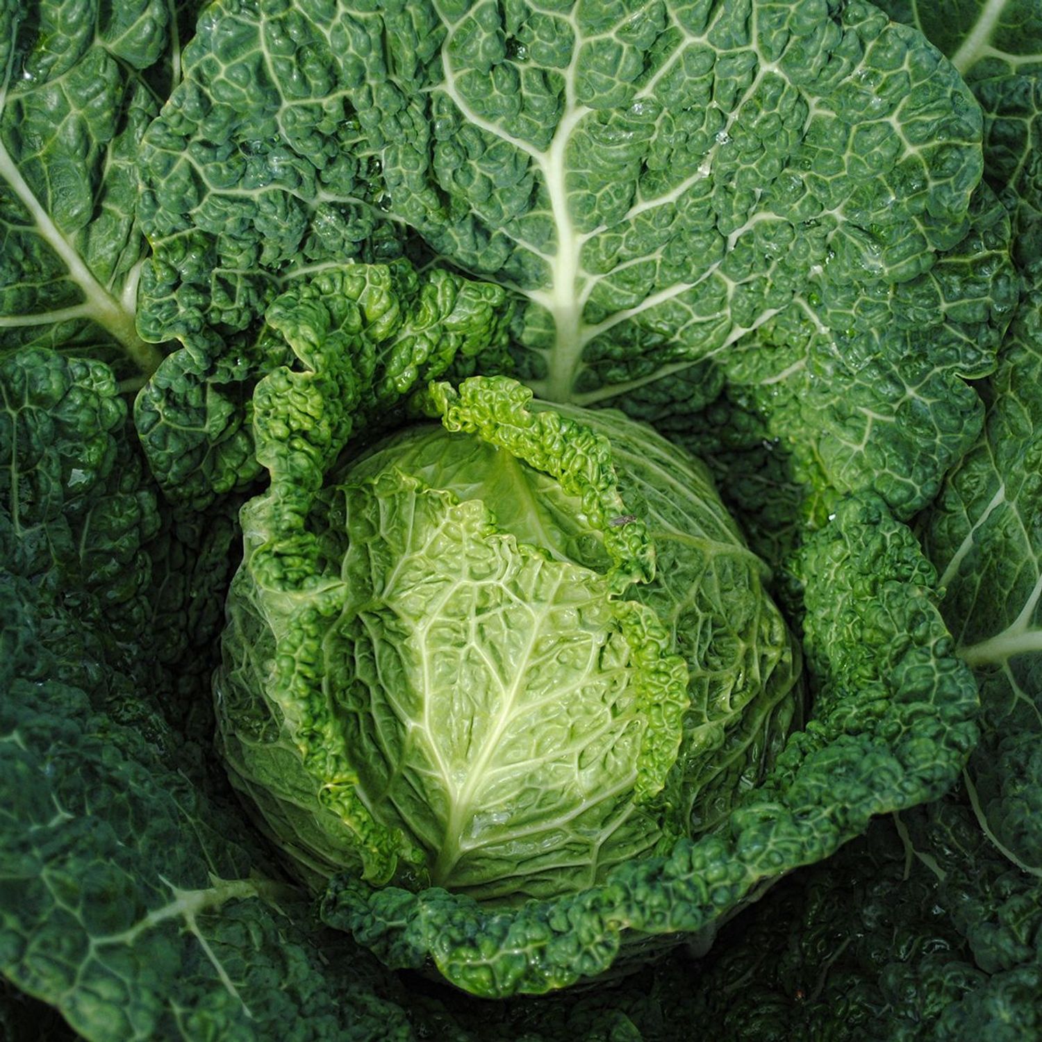 Paradiesler (Brassica oleracea convar. capitata) Samen