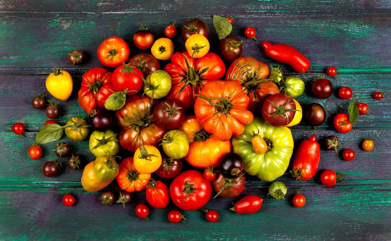 Viele unterschiedliche Tomaten