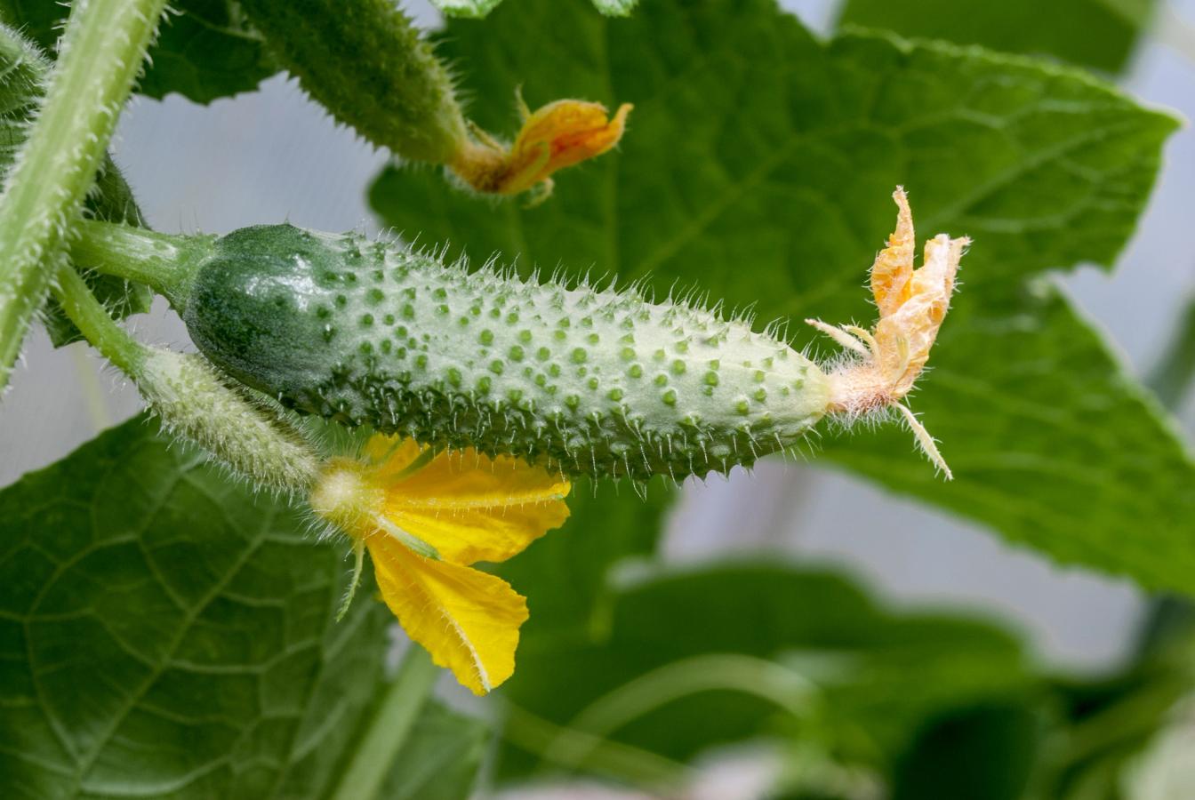 Blüte und junge Frucht an einer Gurkenpflanze