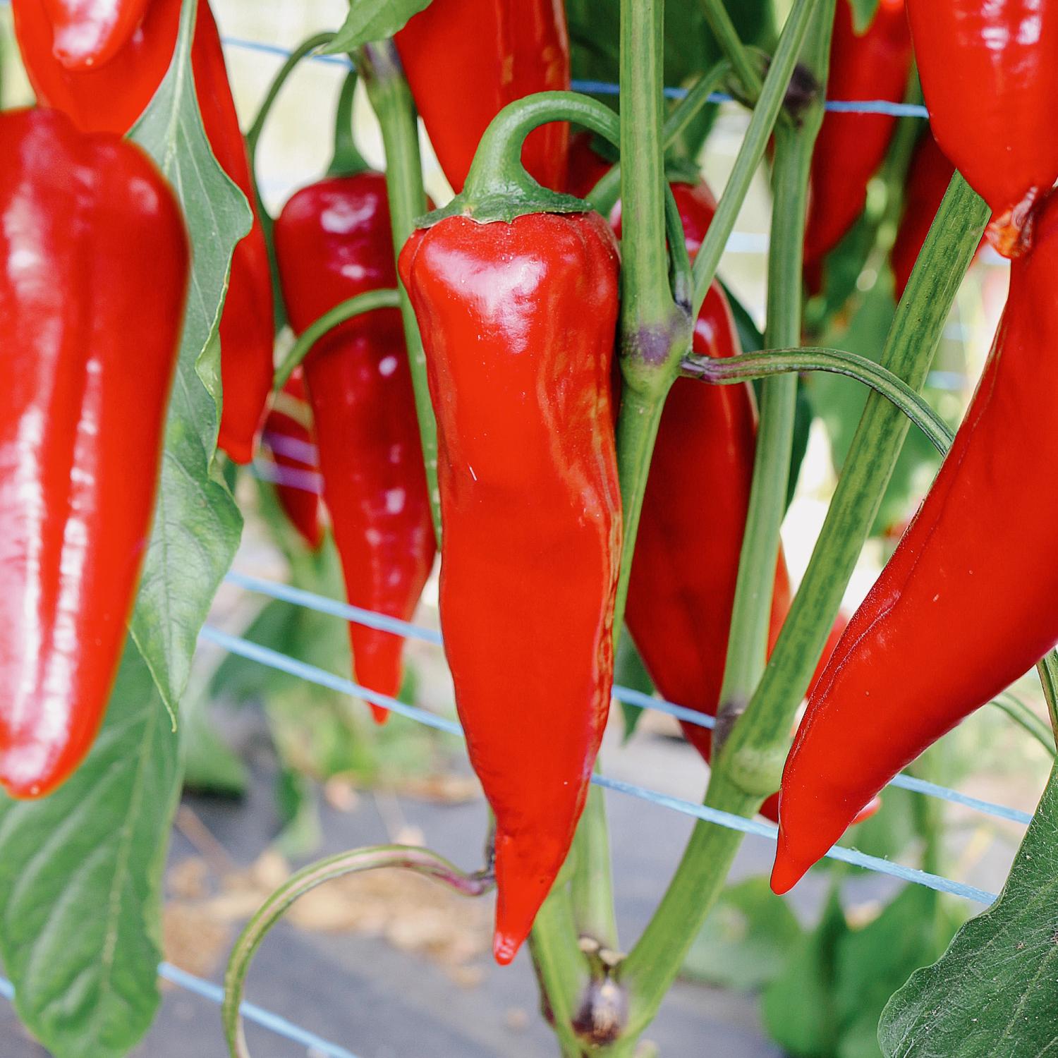 Ajvarski (Capsicum annuum) Samen